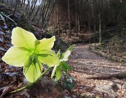 22 Helleborus niger (Ellebori) in fruttescenza